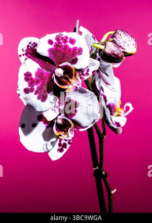 Delicati fiori di orchidea maculata su un vivace sfondo rosa Foto Stock
