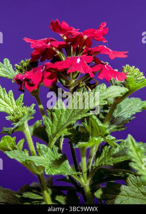 Vivace verbena rossa su sfondo viola profondo Foto Stock