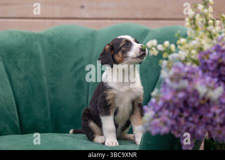 cucciolo sulla sedia che annusa fiori Foto Stock