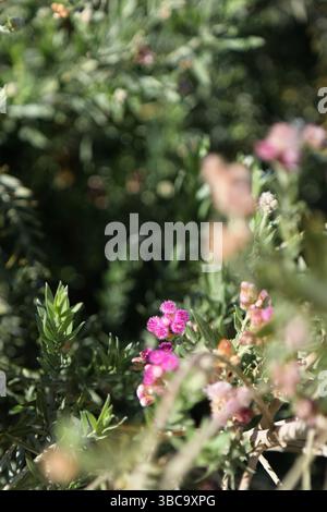 Primo piano di piccoli fiori rosa nel deserto tra il verde del fogliame. Foto Stock