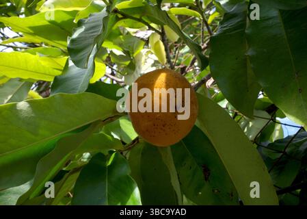 Primo piano di frutti di BIsbul, Diospyros blancoi, noto come mela di velluto, cachi di velluto, kamagong o albero di mabolo. Foto Stock