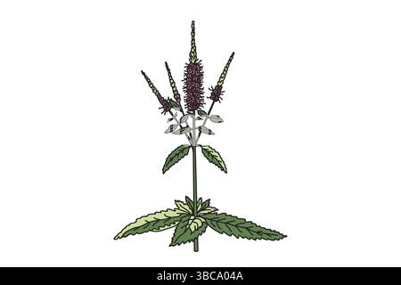 Fiori selvatici botanici isolati su sfondo bianco. Pianta veronica disegnata a mano con fiori viola foglie verdi steli illustrazione vettoriale. Design grafico Illustrazione Vettoriale