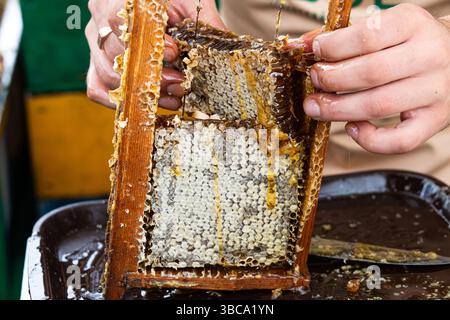 Apicoltore che rimuove il favo dall'alveare. Persona che prende miele dall'alveare. Agricoltore che lavora con il favo nell'apiario. Apicoltura in campagna. Biologico Foto Stock