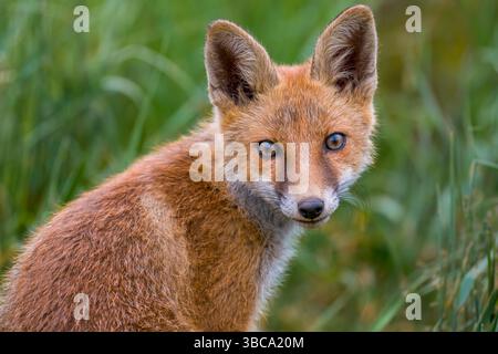 Volpe rossa, vulpes vulpes. Piccolo ritratto di cuccioli di volpe rossi in natura. Foto Stock