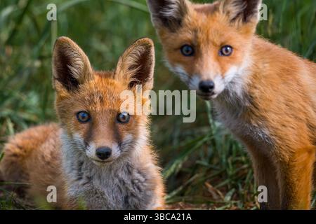 Volpe rossa, vulpes vulpes. Due giovani cuccioli di volpe rosse ritratti in natura. Foto Stock