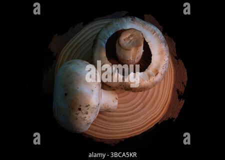 Funghi comuni su sfondo scuro Foto Stock