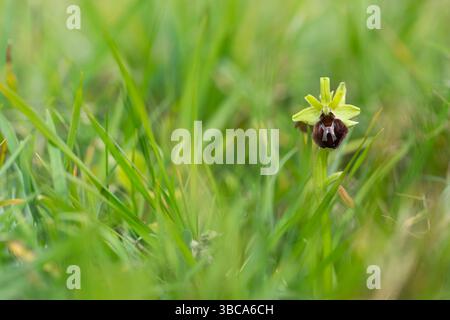 Orchidea di ragno precoce Ophrys sphegodes, in fiore, Dancing Ledge, Dorset, Regno Unito, aprile Foto Stock
