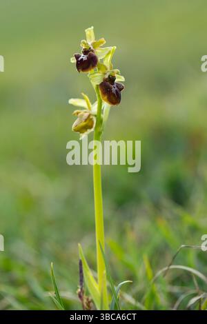 Orchidea di ragno precoce Ophrys sphegodes, in fiore, Dancing Ledge, Dorset, Regno Unito, aprile Foto Stock