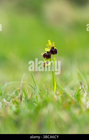 Orchidea di ragno precoce Ophrys sphegodes, in fiore, Dancing Ledge, Dorset, Regno Unito, aprile Foto Stock