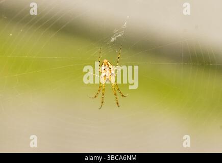 Ragno giallo marrone appeso alla ragnatela. Foto Stock