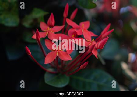 Vivace ammasso di fiori rossi Ixora con centri gialli e foglie verdi in luce naturale soffusa Foto Stock