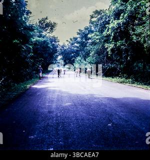 Viali sulle strade del villaggio, Gujrat, India. Foto Stock