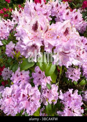 Fiori di rododendro rosa con gocce d'acqua, foto macro che cattura colori vivaci e petali delicati. Perfetto per design a tema naturale, giardinaggio Foto Stock