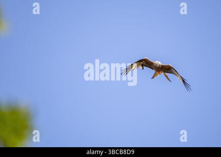 aquilone rosso in volo contro il cielo Foto Stock