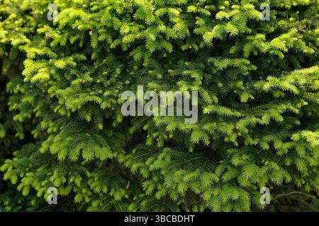 "Nidiformis" di abete rosso comune nel giardino botanico in primavera Foto Stock