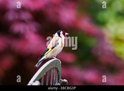 Goldfinch arroccato su mobili da giardino Foto Stock
