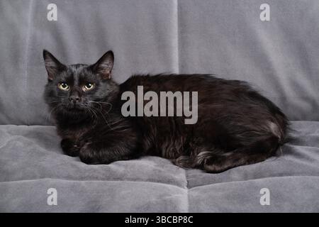 Gatto nero che si rilassa sul divano grigio. Foto Stock