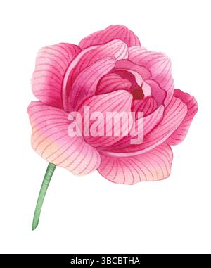 Set di fiori, foglie, peonie, rose. Illustrazione ad acquerello floreale per inviti di nozze, biglietti d'auguri, stampa di disegni. Set primavera ed estate Foto Stock