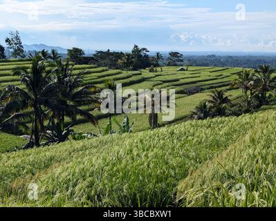 Le terrazze di riso di Jatiluwih sono patrimonio dell'umanità dell'UNESCO e si trovano a Bali, Indonesia Foto Stock