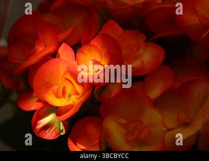 Primo piano dei fiori di Carnevale Elatior Begonia, con petali gialli e arancioni, con luce che illumina il lato sinistro Foto Stock