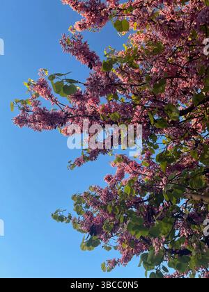 Un albero rosa che sboccia contro un cielo azzurro, catturando l'essenza della primavera a colori e con luce. Foto Stock