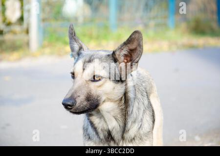 Cane da strada con etichetta sulla sterilizzazione e la vaccinazione antirabbica. Ritratto del cane grigio senzatetto. Concetto di sterilizzazione di animali randagi. Conta umana Foto Stock