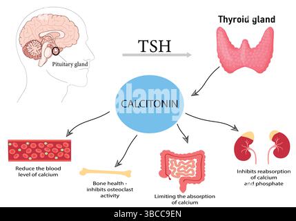 Meccanismo di calcitonina secreta dalla ghiandola tiroidea nell'abbassamento dei livelli di calcio nel sangue tramite inibizione dell'osteoclasti, riduzione del riassorbimento renale e Limi Illustrazione Vettoriale
