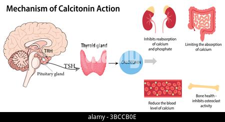 L'ormone della calcitonina e i suoi effetti sul corpo umano. Schema medico regolazione dei livelli di calcio Illustrazione Vettoriale