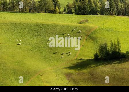 Poche pecore mangiano erba su un prato verde di pascolo alpino, le Alpi europee Foto Stock