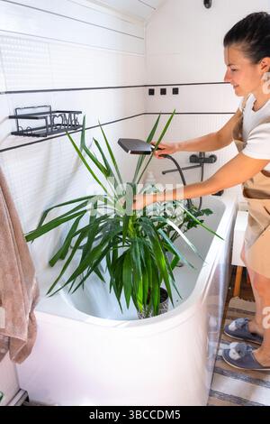 Una donna in un grembiule lava la yucca, la pianta dracaena dalla doccia in bagno. Cura delle piante in vaso, irrigazione, spolveratura, umidificazione Foto Stock