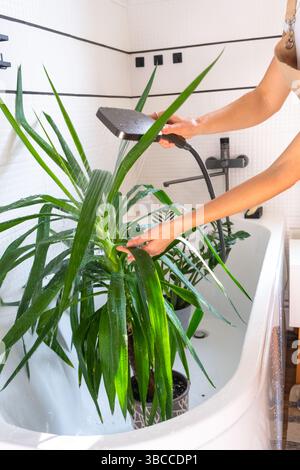 Una donna in un grembiule lava la yucca, la pianta dracaena dalla doccia in bagno. Cura delle piante in vaso, irrigazione, spolveratura, umidificazione Foto Stock