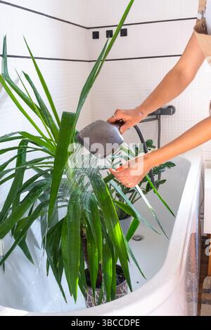 Una donna in un grembiule lava la yucca, la pianta dracaena dalla doccia in bagno. Cura delle piante in vaso, irrigazione, spolveratura, umidificazione Foto Stock