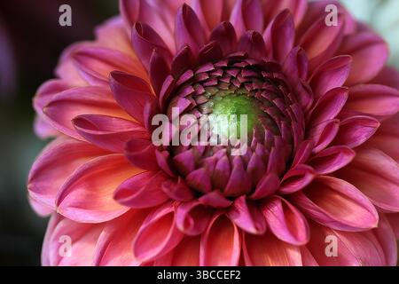 Primo piano immagine macro di un fiore di dahlia rosa e arancione con un centro verde. Foto Stock