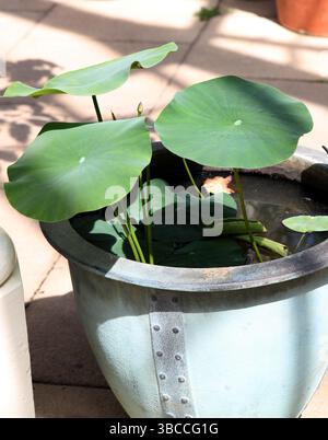 Lotus, Nelumbo Hybrid "Small Three Colours", Nelumbonaceae. Il Nelumbo è un genere di piante acquatiche con grandi fiori vistosi. Foto Stock