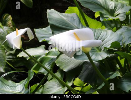 Cape Arum Lily, Calla Lily o Arum Lily, Zantedeschia aethiopica, Araceae. Africa meridionale. Foto Stock