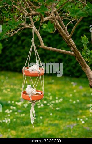Appendere l'alimentatore per uccelli con uccelli in ceramica in vasi di terracotta sul ramo dell'albero Foto Stock