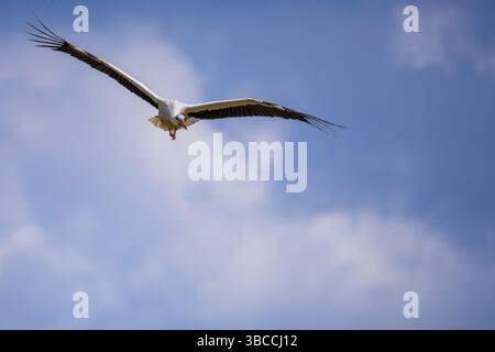 cicogna bianca in volo contro il cielo Foto Stock
