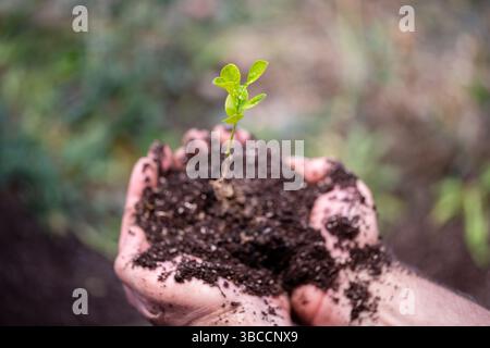 L'uomo tiene una pianta verde sul terreno. Foto di alta qualità Foto Stock