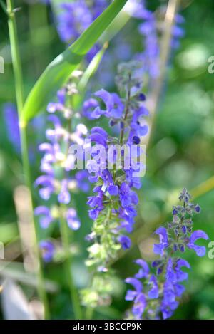 Prato in fiore (Salvia pratensis) in un prato in Germania Foto Stock