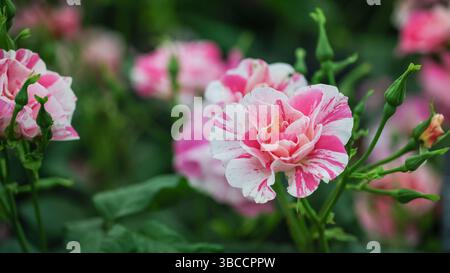 Londra, Regno Unito. 19 maggio 2025. "The King's Rose", una rosa arbustiva inglese, appena inaugurata al David Austin Roses e allevata in collaborazione con la King's Foundation. "The King's Rose" al Chelsea Flower Show in onore del King Charles RHS Chelsea Flower Show press day vede fioristi, designer, celebrità e invitati esplorare e mischiarsi nei numerosi giardini e mostre floreali del famoso spettacolo di orticoltura. Crediti: Imageplotter/Alamy Live News Foto Stock