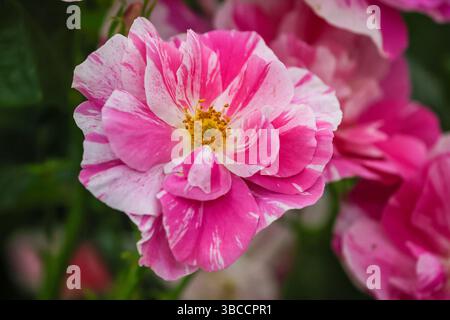 Londra, Regno Unito. 19 maggio 2025. "The King's Rose", una rosa arbustiva inglese, appena inaugurata al David Austin Roses e allevata in collaborazione con la King's Foundation. "The King's Rose" al Chelsea Flower Show in onore del King Charles RHS Chelsea Flower Show press day vede fioristi, designer, celebrità e invitati esplorare e mischiarsi nei numerosi giardini e mostre floreali del famoso spettacolo di orticoltura. Crediti: Imageplotter/Alamy Live News Foto Stock