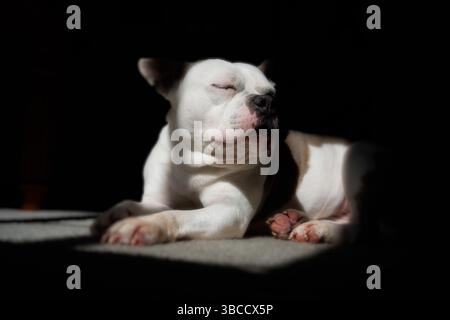 Un Boston Terrier Puppy dorme tranquillamente Foto Stock