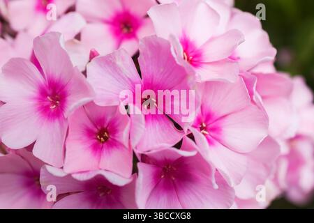 Primo piano di Phlox paniculata 'Becky Towe' - fiori Phlox giardino. Foto Stock