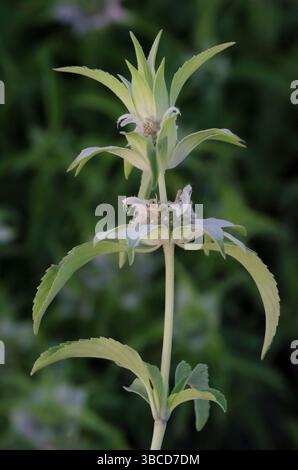 Beebalm macchiato, Monarda punctata Foto Stock