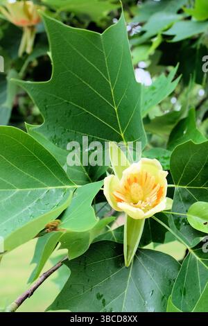 Liriodendron tulipifera o fiore di pioppo di tulipani circondato da grandi foglie; tulipani americani in fiore, noti anche come tulipwood e tuliptree. Foto Stock
