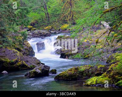 La lussureggiante foresta intorno alle cascate di salmone sul fiume Sol Duc nell'Olympic National Park di Washington. Foto Stock