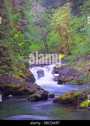 La lussureggiante foresta intorno alle cascate di salmone sul fiume Sol Duc nell'Olympic National Park di Washington. Foto Stock