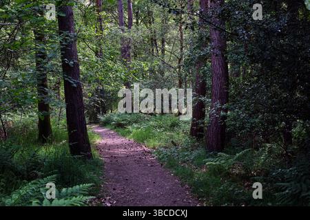 Una foto di una scena boschiva che mostra un sentiero nella foresta attraverso gli alberi cattura un momento invitante e sereno nella natura. Il sentiero ricoperto di sporcizia o muschio W Foto Stock