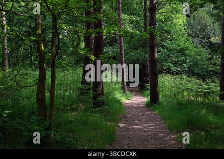 Una foto di una scena boschiva che mostra un sentiero nella foresta attraverso gli alberi cattura un momento invitante e sereno nella natura. Il sentiero ricoperto di sporcizia o muschio W Foto Stock