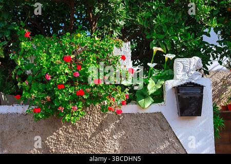 Gerani rossi vibranti cadono su una parete in stucco grigio chiaro, incorniciando una cassetta postale nera. Affascinante angolo di una casa Foto Stock